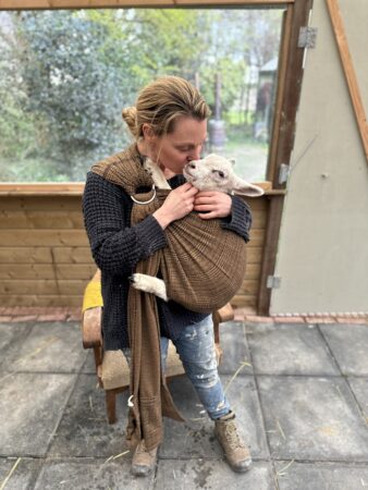 Lammetje in draagdoek
